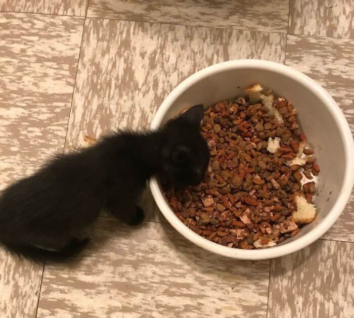 Whittey Thinks He’s One Of The Dogs.