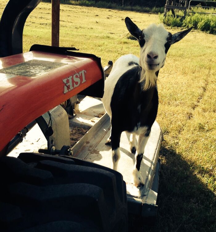 It’s My Turn To Mow!