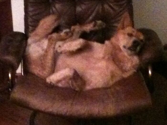 When Clifford’s At Home He Likes To Relax.