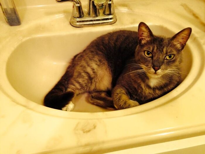 Do You Really Have To Brush Your Teeth Now??? Sheesh! I Just Got Comfortable!