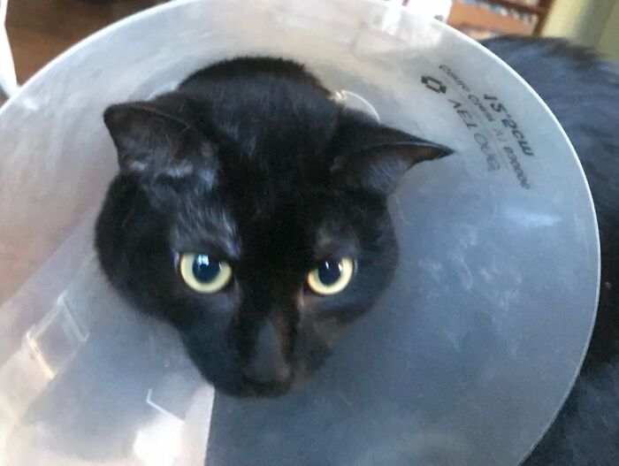 How Many More Weeks I Gotta Wear This Thing???