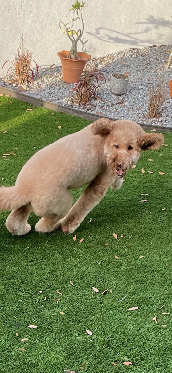 Daisy Doodle Action Photo