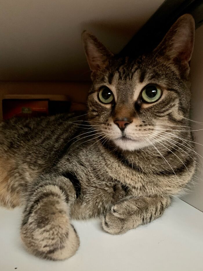 My 8 Year Old Handsome Cat, Mourin