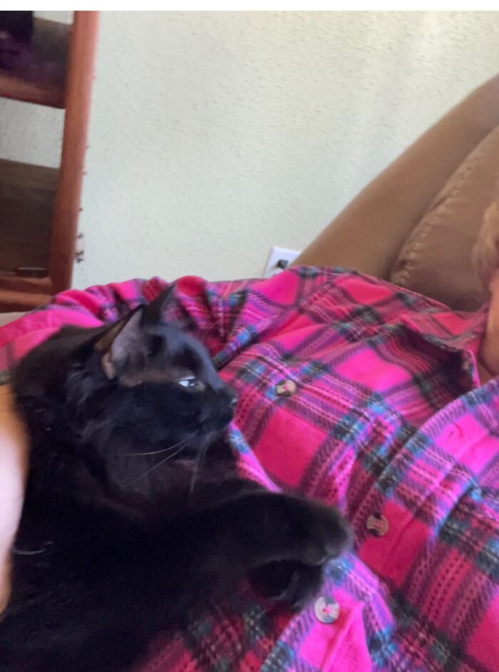 So Sweet, Wouldn’t Know He’d Just Knocked His Brother Out Of My Lap To Get This Spot.