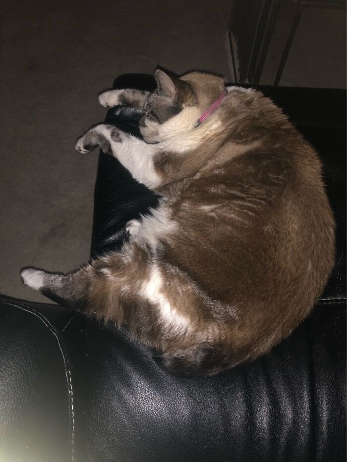 This The Post Dinner , Pre Bedtime Nap