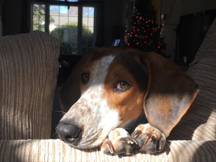 Sleepy Hound Dog In The Sunshine.