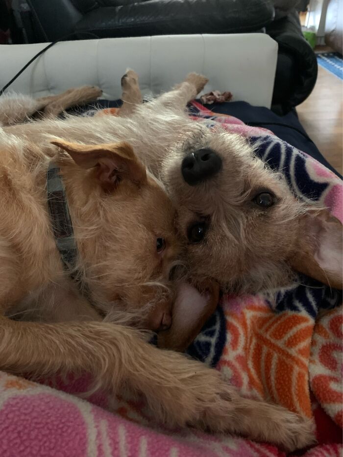 My Boys, Seamus And Rowdy. We Got Rowdy 2 Weeks Ago After He Was Surrendered Back To The Spca.