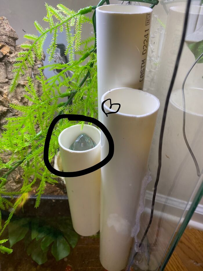 My Frog Who Lives In My Room