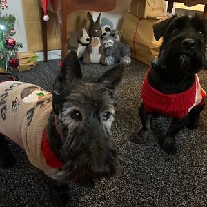 pollymallender_1 avatar