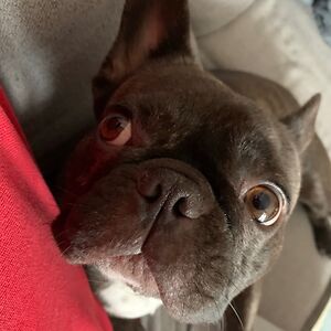 juniormarciano avatar