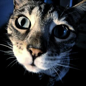 jasminheatley avatar