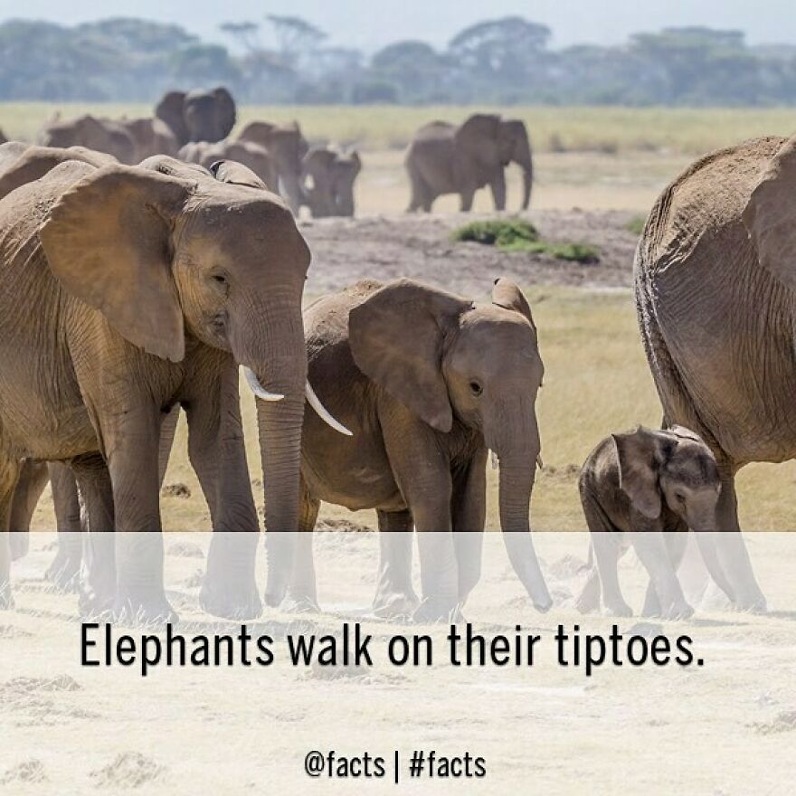 #facts #elephants #tiptoes #walking #animal