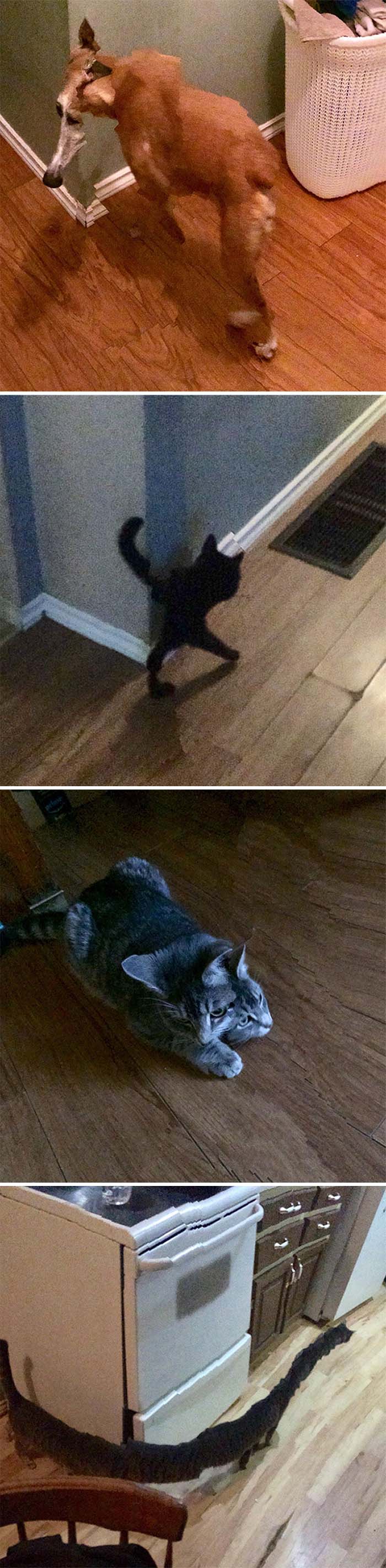 My Mother Took Some Panoramic Photos Of Pets