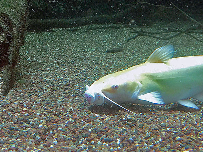 A Guest Dropped A Pacifier In The Cypress Swamp Exhibit At The Virginia Living Museum Today. Someone Was Quick To Take Advantage