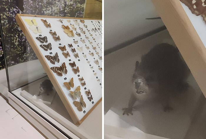 This Museum Has Taxidermised Animals Randomly Hidden About In Odd Places, Behind Other Exhibits And So On