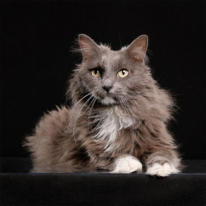 I Took Pictures Of Adorable Dogs And Cats At Animal Shelters And Rescues In The United States (17 Pics)