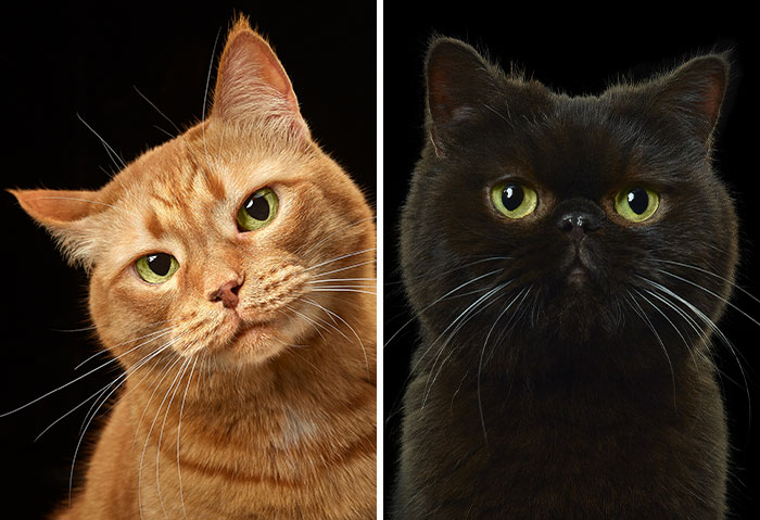 We Tried To Capture The Personality Of Each Of These Cats From A Cat Theater (18 Pics)