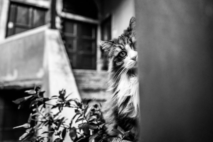 I Took Photographs Of Hiding Cats In Venice, And Here Are The Best 22 Photos
