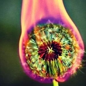 violetswanson avatar