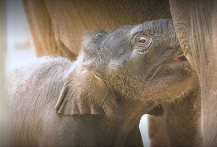 Oklahoma City Zoo Celebrates Birth of Rama The Asian Elephant, Who Got Famous With His Ultrasound Even Before He Was Born