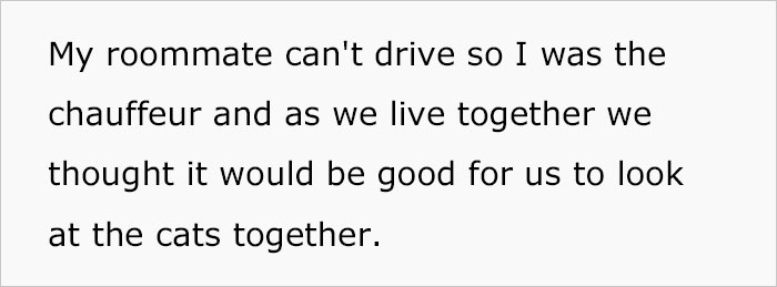Woman Wanted To Get A Cat And Feed It Vegan Dry Food, Roommate Passes That On To The Shelter Worker And They Decline Her Application