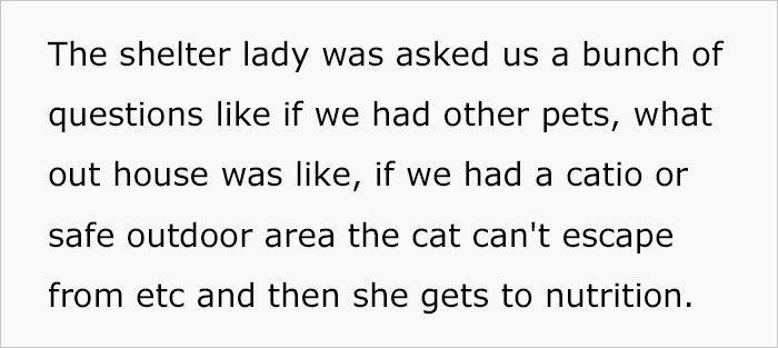 Woman Wanted To Get A Cat And Feed It Vegan Dry Food, Roommate Passes That On To The Shelter Worker And They Decline Her Application