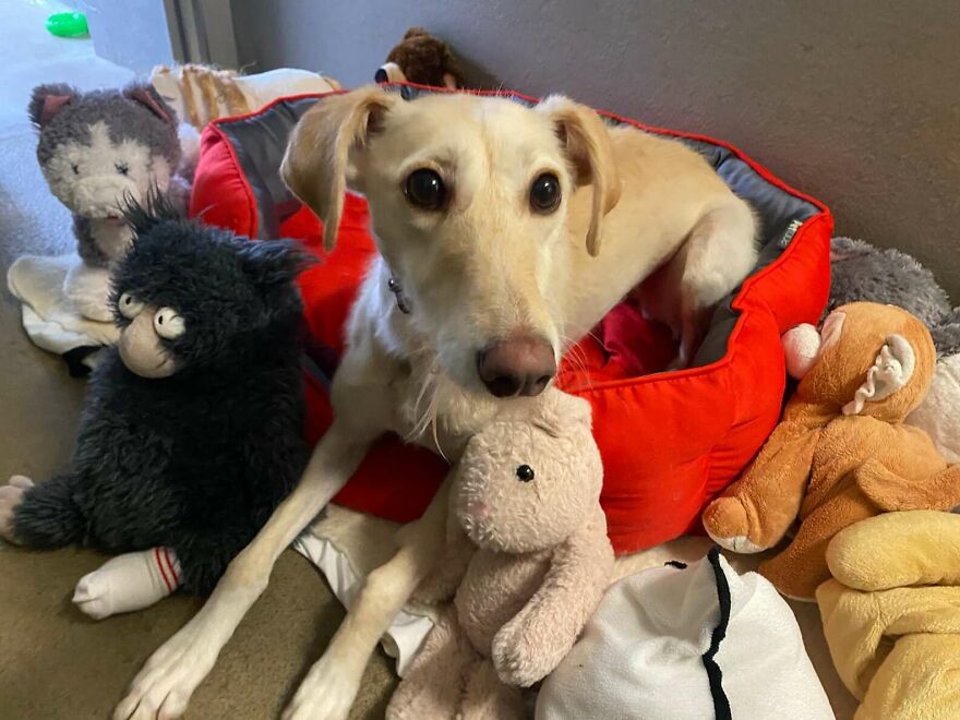 Adorable Lurcher Has Lived Her Whole Life In Shelters, And She Can't Be Without Her Toys Adorable Lurcher Has Lived Her Whole Life In Shelters, And She Can't Be Without Her Toys