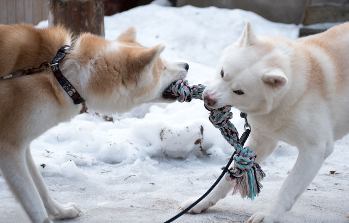 Neighbor Trespasses Into Woman&rsquo;s Yard, Takes Her Dog Thinking It&rsquo;s A Stray, And Gives It Away To Friend, Then Gets Upset After Neighbor Comes To Take It Back From Them