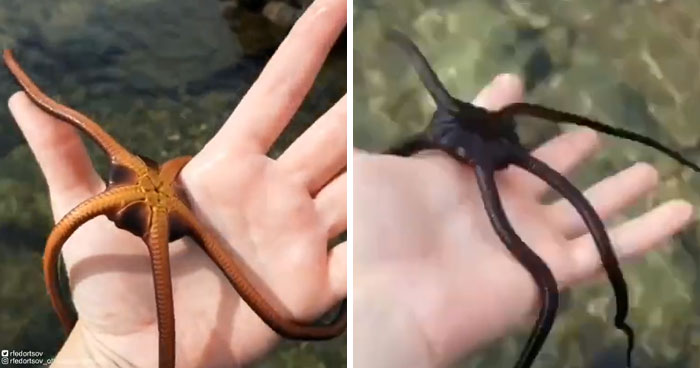 Brittle Star/Ophiuroid 