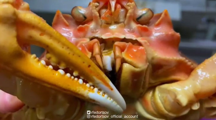 Alien Crab