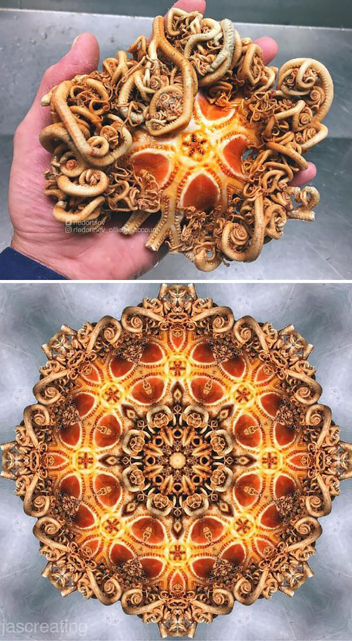 "Gorgonocephalus Is A Genus Of Marine Basket Stars In The Class Ophiuroidea"