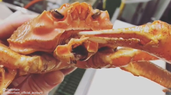 "Queen Crab/ Snow Crab/ Spider Crab"