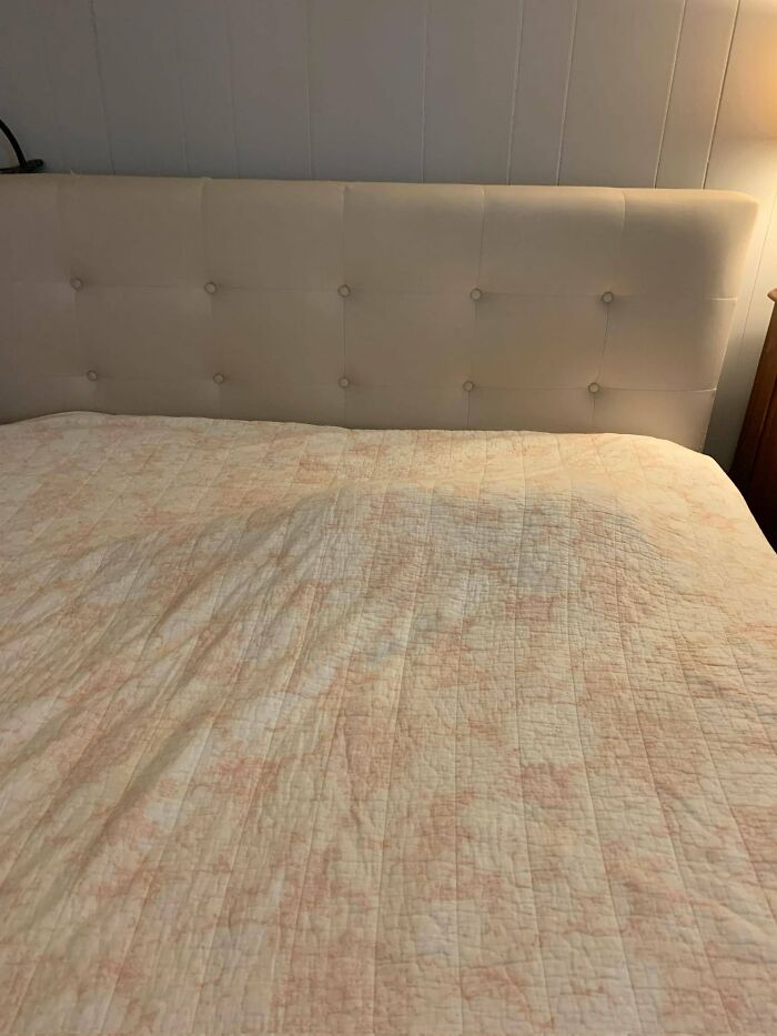 30 Cats Who Are The True Masters Of 'Hide And Seek' As Shared On This Twitter Page