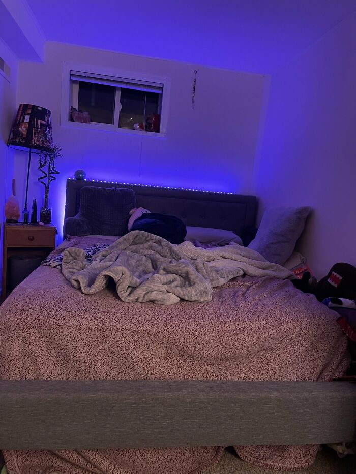 There-Is-No-Cat-Images