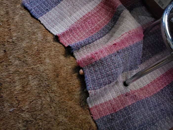 There-Is-No-Cat-Images