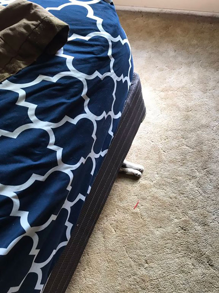 There-Is-No-Cat-Images