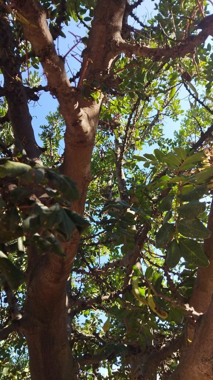 There-Is-No-Cat-Images