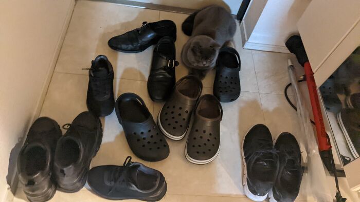 30 Cats Who Are The True Masters Of 'Hide And Seek' As Shared On This Twitter Page