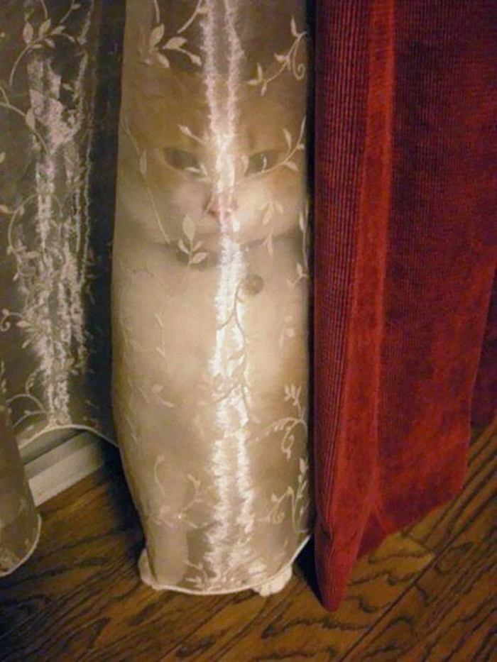 30 Cats Who Are The True Masters Of 'Hide And Seek' As Shared On This Twitter Page