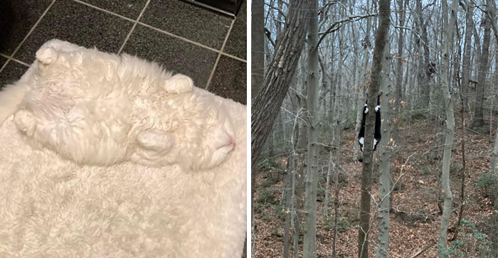 30 Cats Who Are The True Masters Of ‘Hide And Seek’ As Shared On This Twitter Page