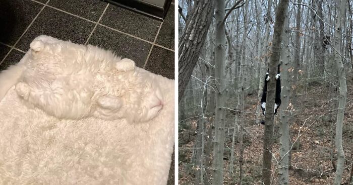 30 Gatos que son unos verdaderos maestros jugando al escondite