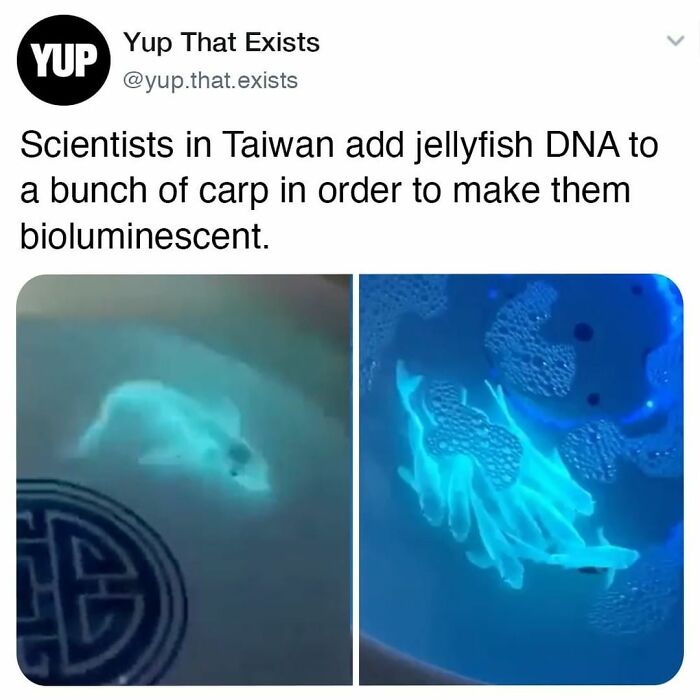 Things-Never-Knew-Existed-Posts