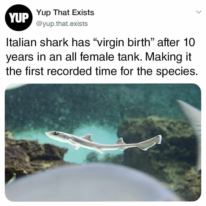 Things-Never-Knew-Existed-Posts