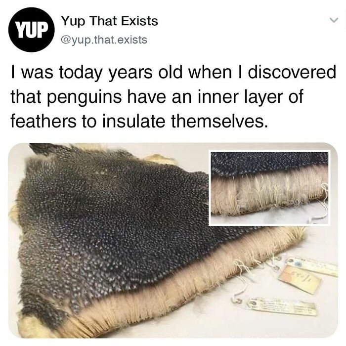 Things-Never-Knew-Existed-Posts