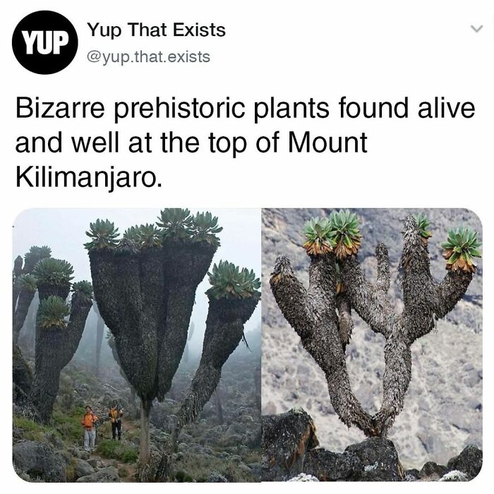 Things-Never-Knew-Existed-Posts