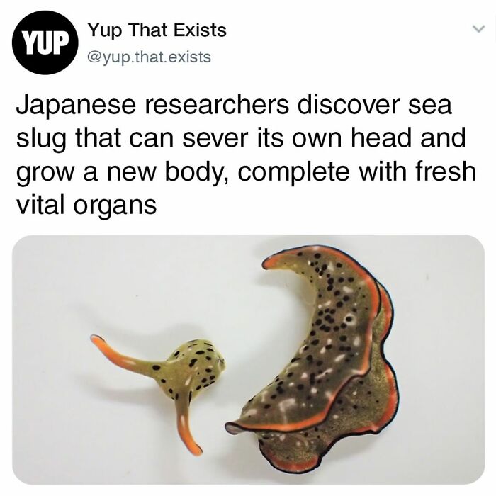 Things-Never-Knew-Existed-Posts