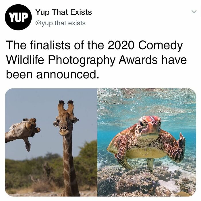 Things-Never-Knew-Existed-Posts