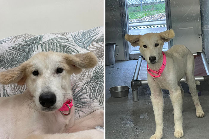 Me dijeron que mi nuevo perrito tiene las orejas más raras del mundo