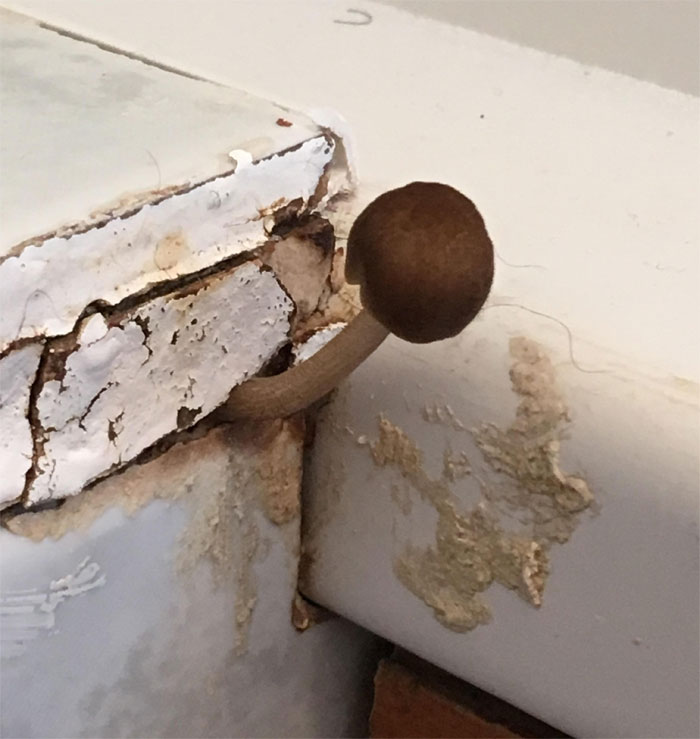 Qué ocurre cuando el casero se niega a solucionar la humedad del baño correctamente