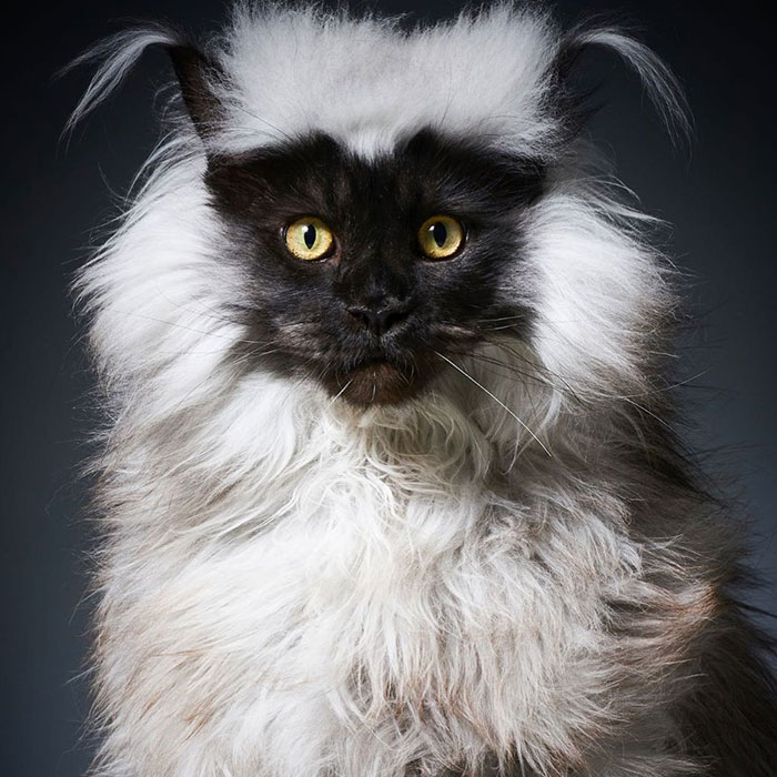 Este es Richie, un gato maine coon que se ha vuelto viral en redes sociales